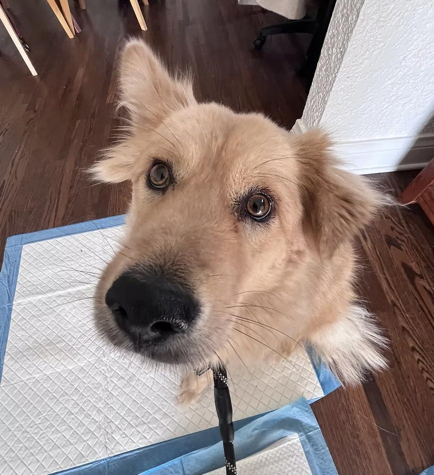 Enlarge Stardust, a Adoptable Jindo in Phoenix , AZ image 6/6