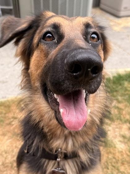 Mavis, ADOPTABLE, Young Female Mixed Breed.