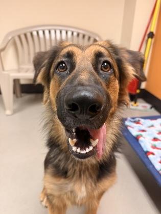 Enlarge Mavis, a ADOPTABLE mixed breed in Bellingham, WA image 2/2