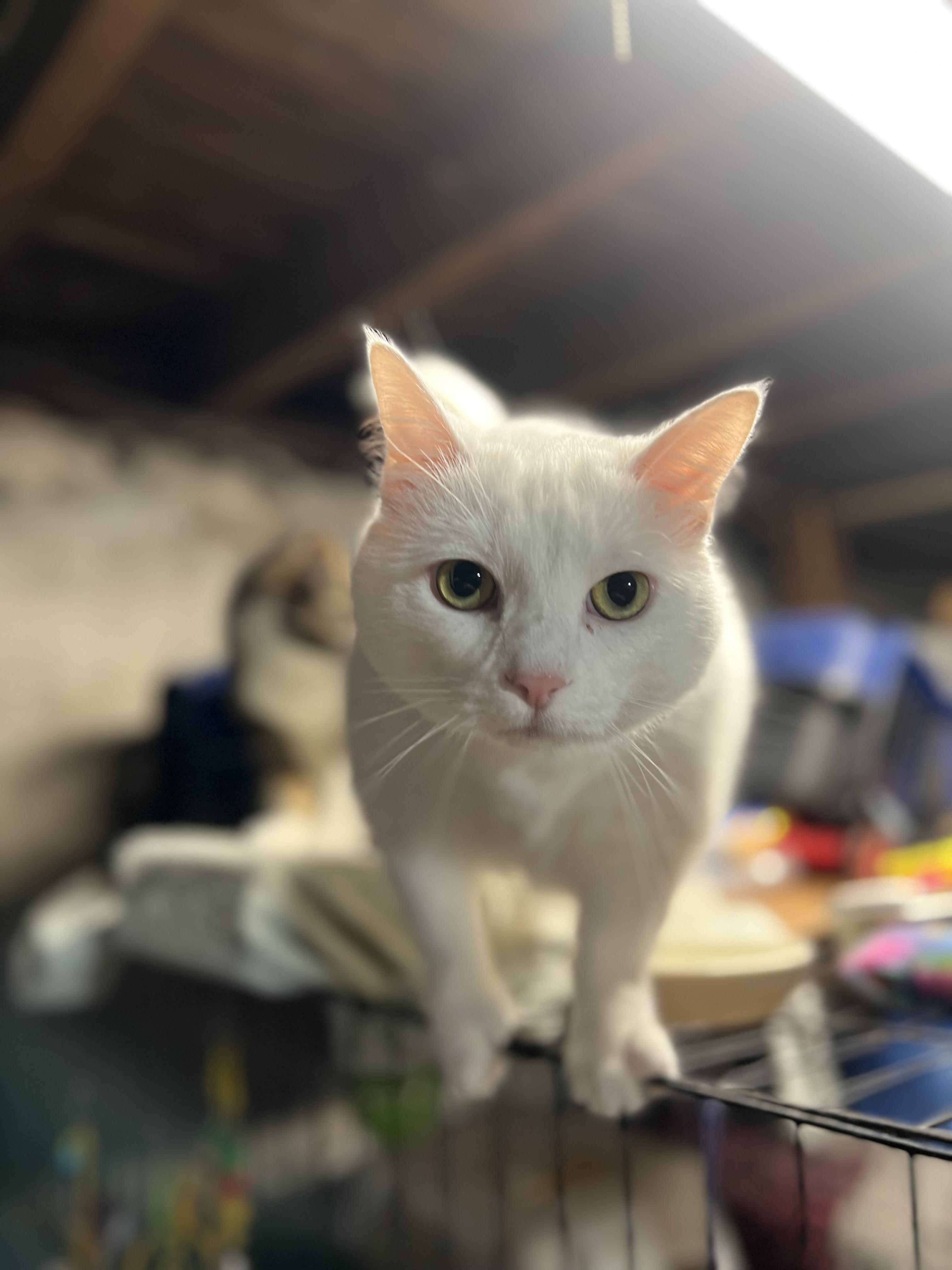 Ciara, Adoptable, Adult Female Domestic Short Hair.