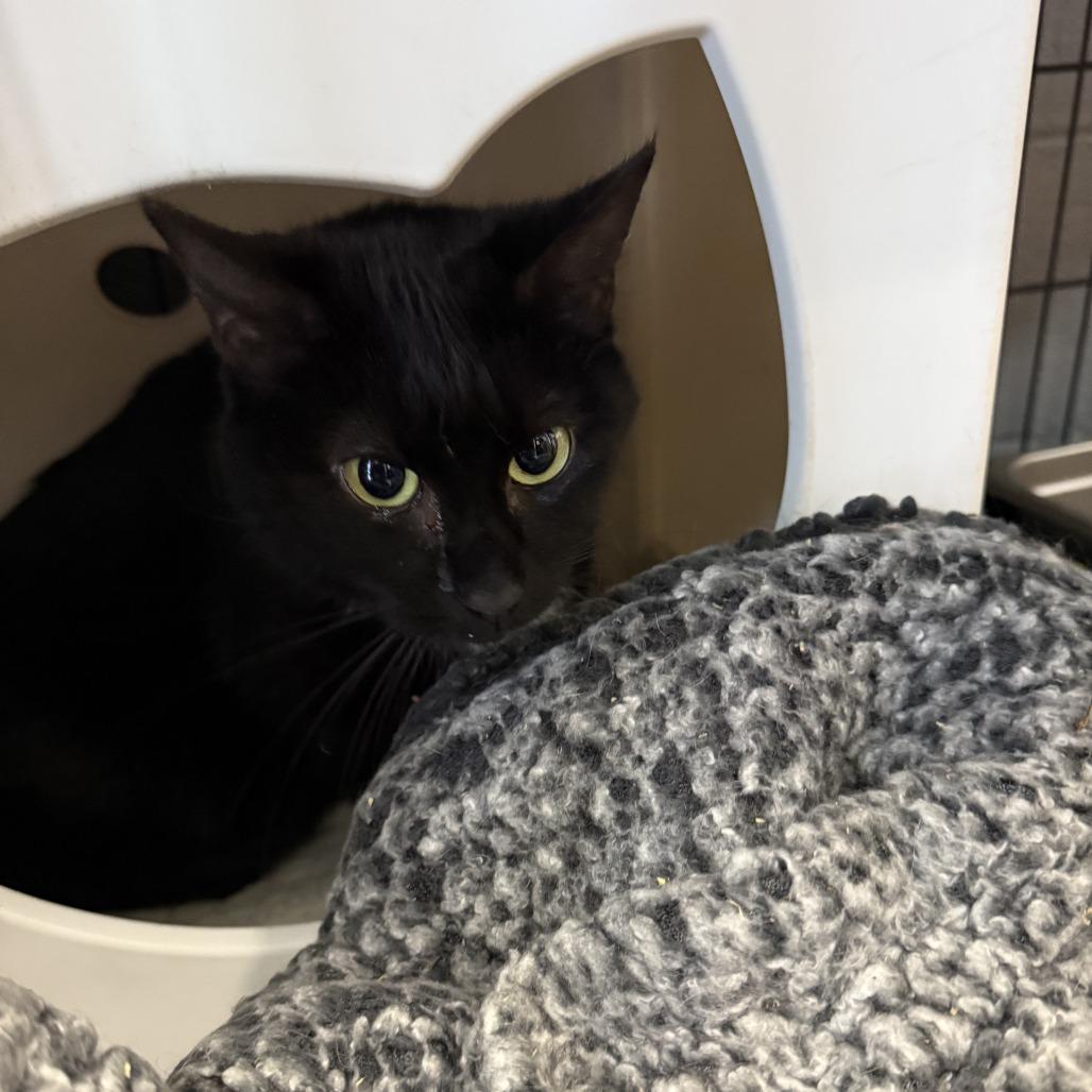 Maddie, Adoptable, Adult Female Domestic Short Hair.