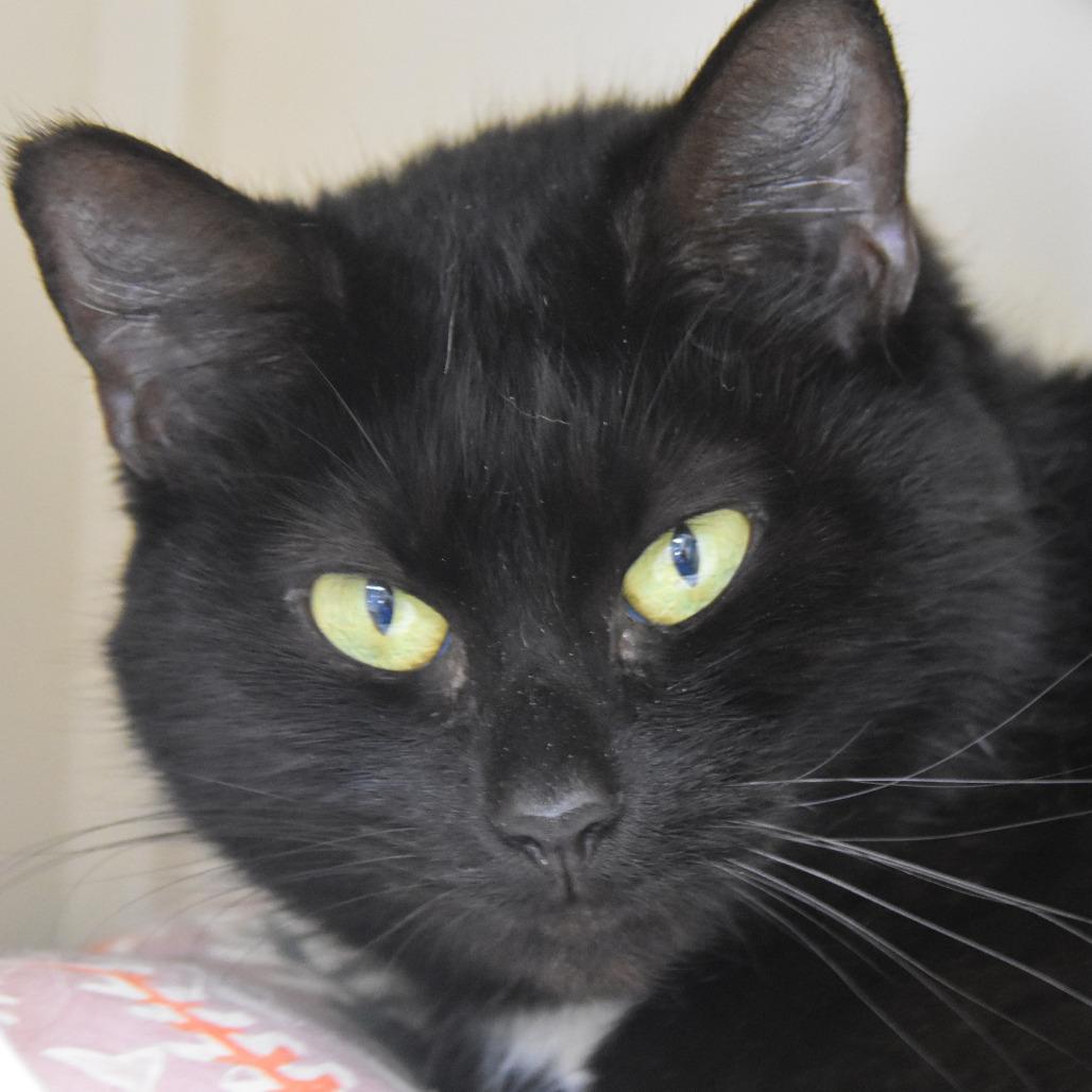 Enlarge Maddie, a Adoptable Domestic Short Hair in Columbus, NC image 3/5