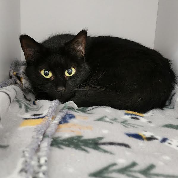 Enlarge Maddie, a Adoptable Domestic Short Hair in Columbus, NC image 5/5