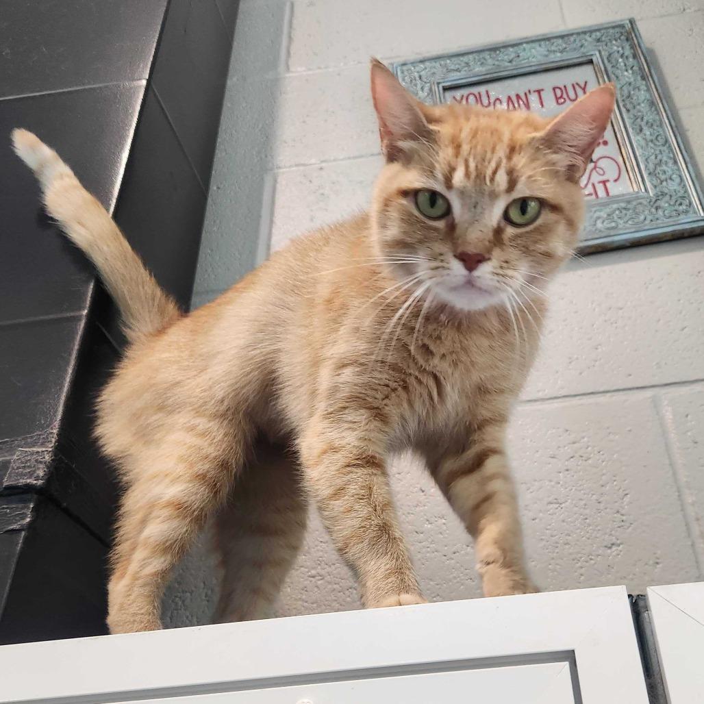 Chelsea, Adoptable, Adult Female Domestic Short Hair.