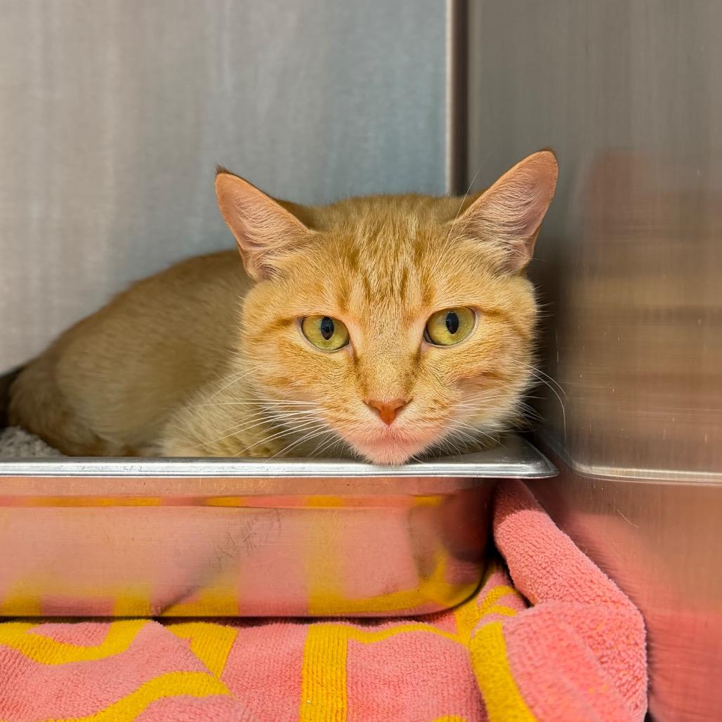 Chelsea, a Adoptable Domestic Short Hair in Englewood, FL image 2/2