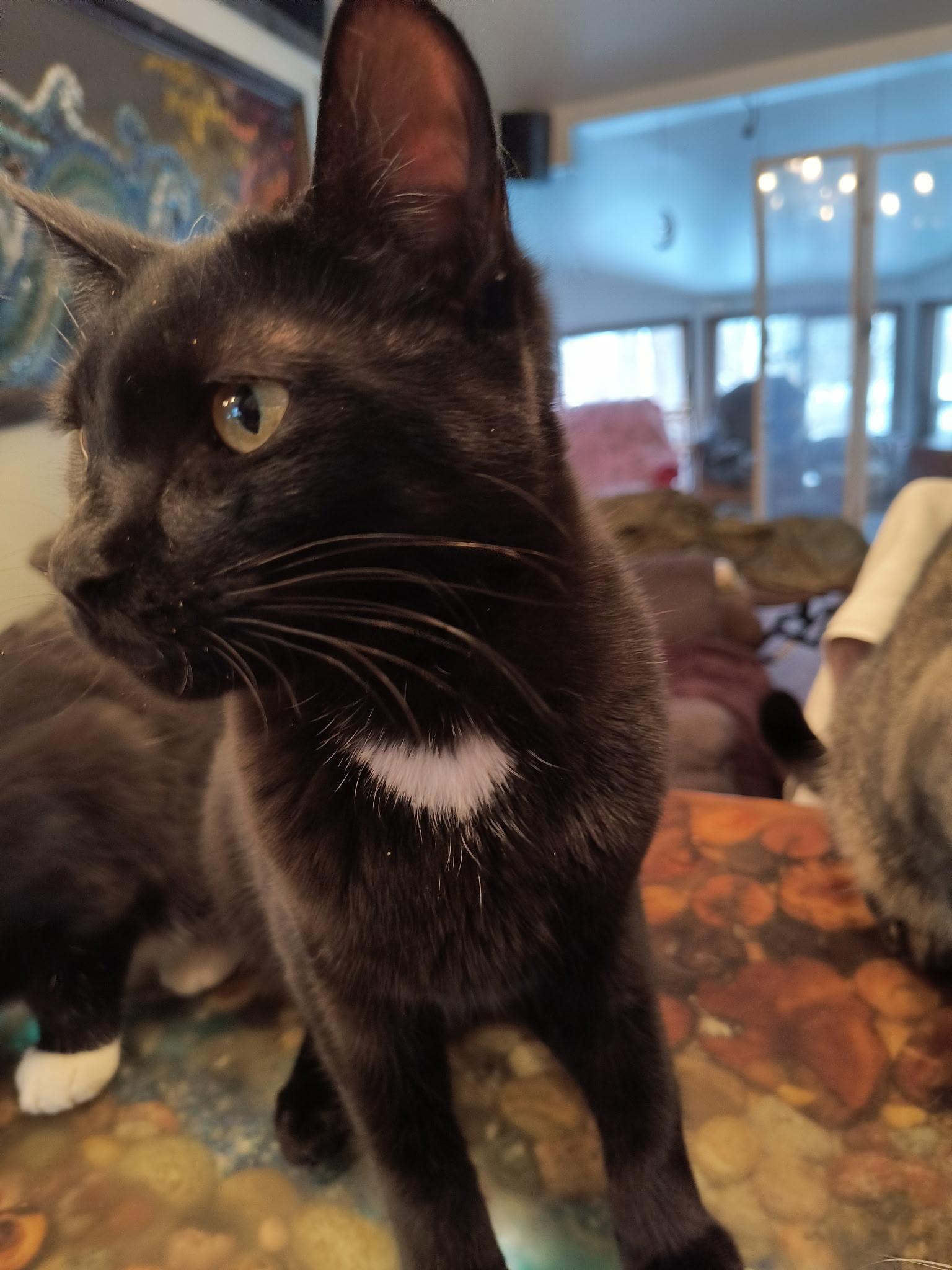 Jenny, Adoptable, Young Female Domestic Short Hair.