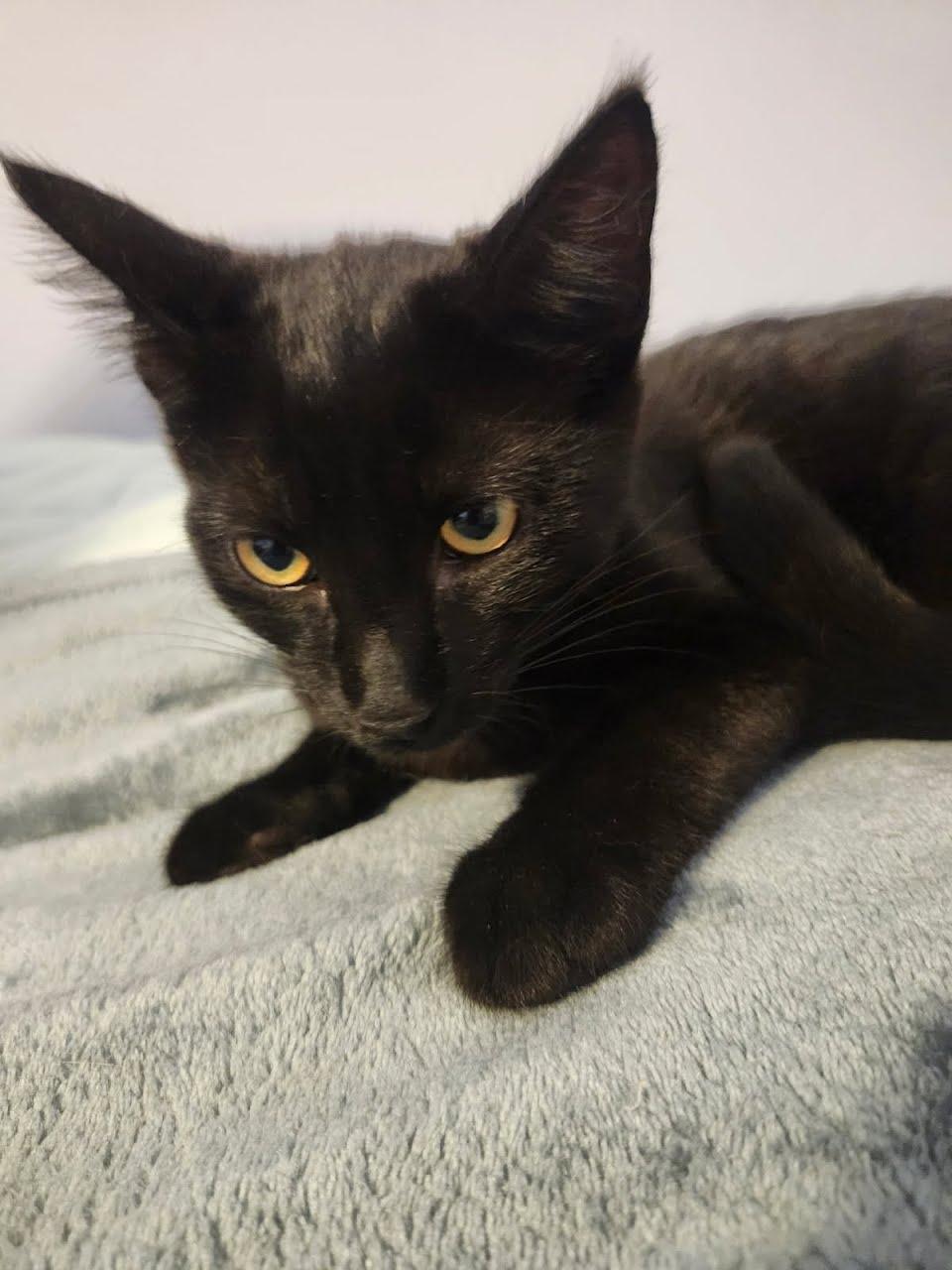 Enlarge Jenny, a Adoptable Domestic Short Hair in Oswego, NY image 2/2