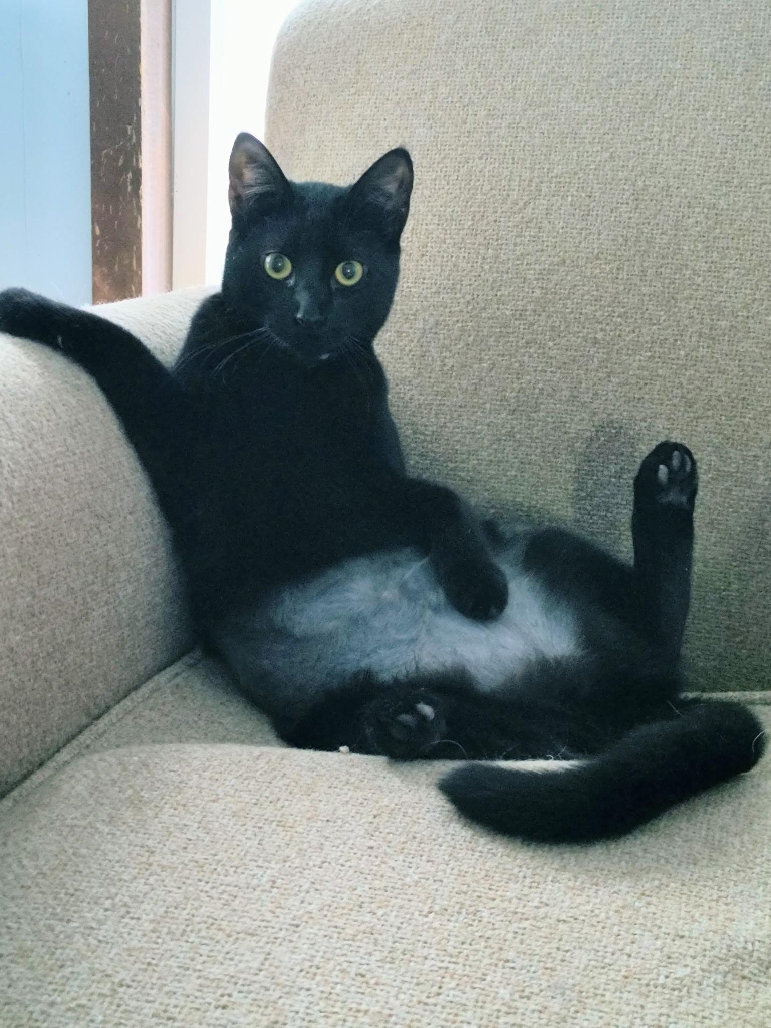 Enlarge Jenny, a Adoptable Domestic Short Hair in Oswego, NY image 4/5