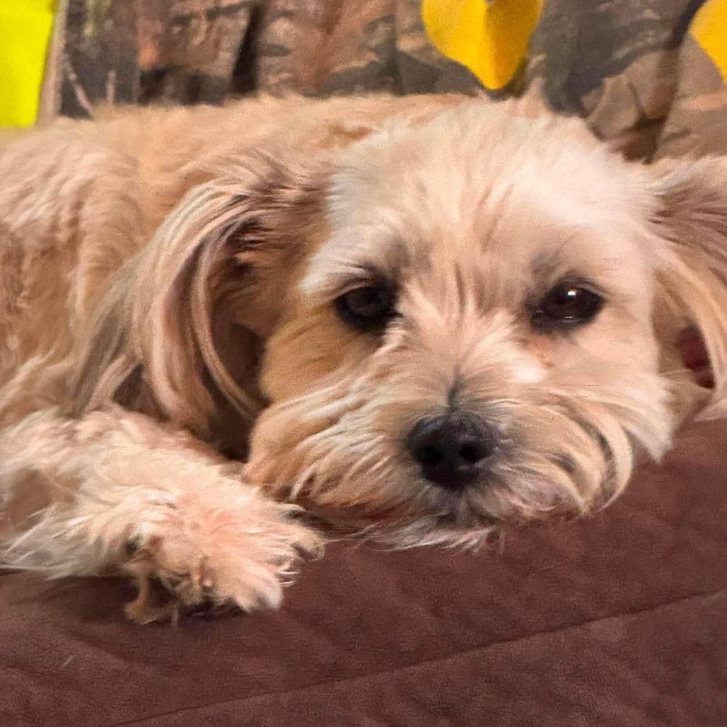 Little Bit, Adoptable, Adult Female Maltese.