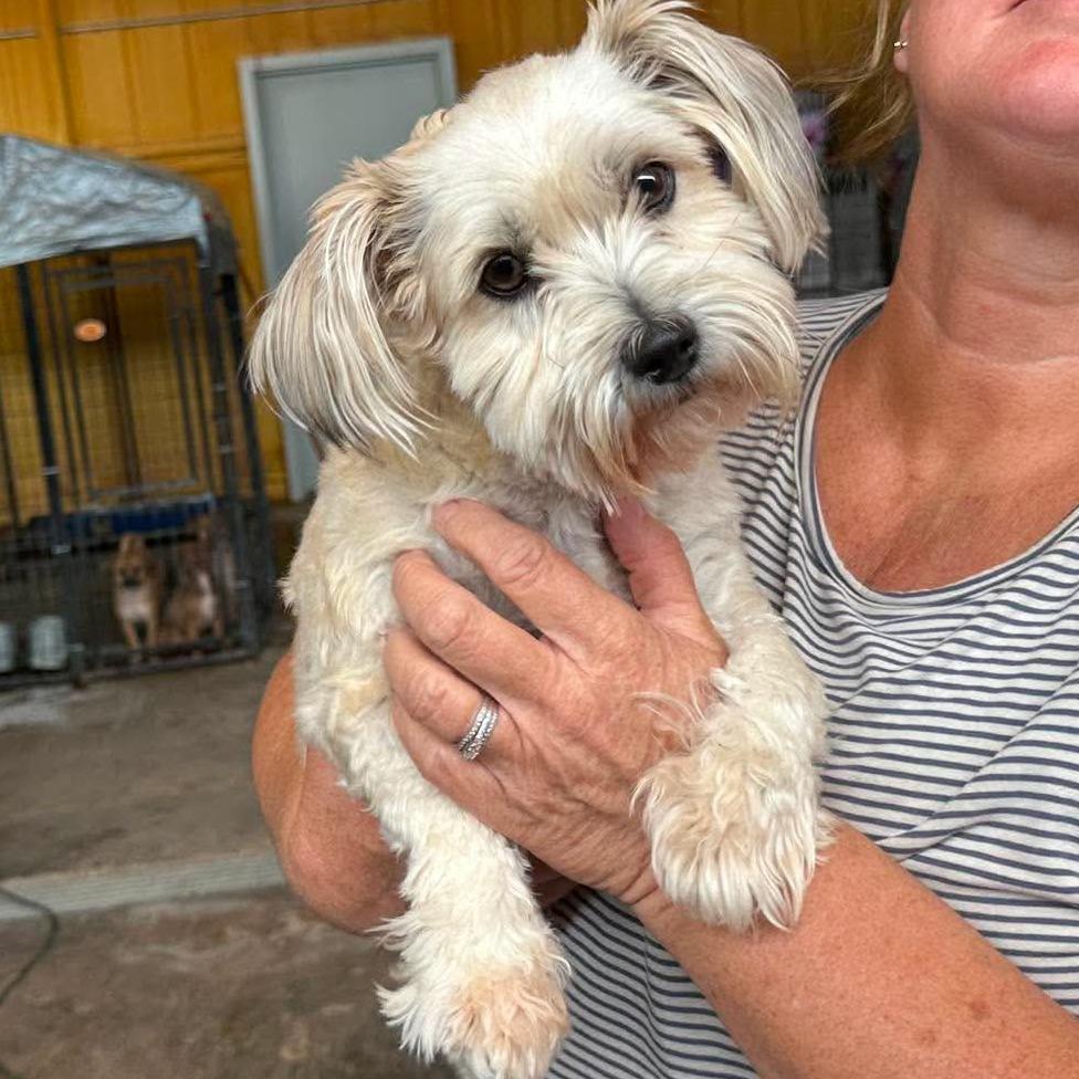 Enlarge Little Bit, a Adoptable Maltese in Loves Park, IL image 2/3