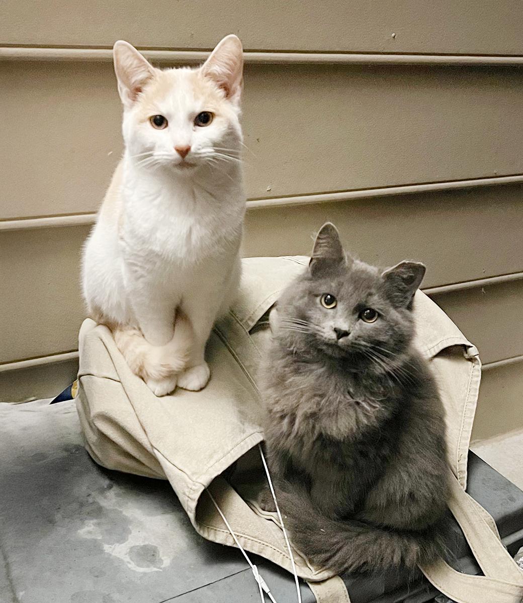 Enlarge Osito, a ADOPTABLE Domestic Medium Hair in Durham, NC image 4/4