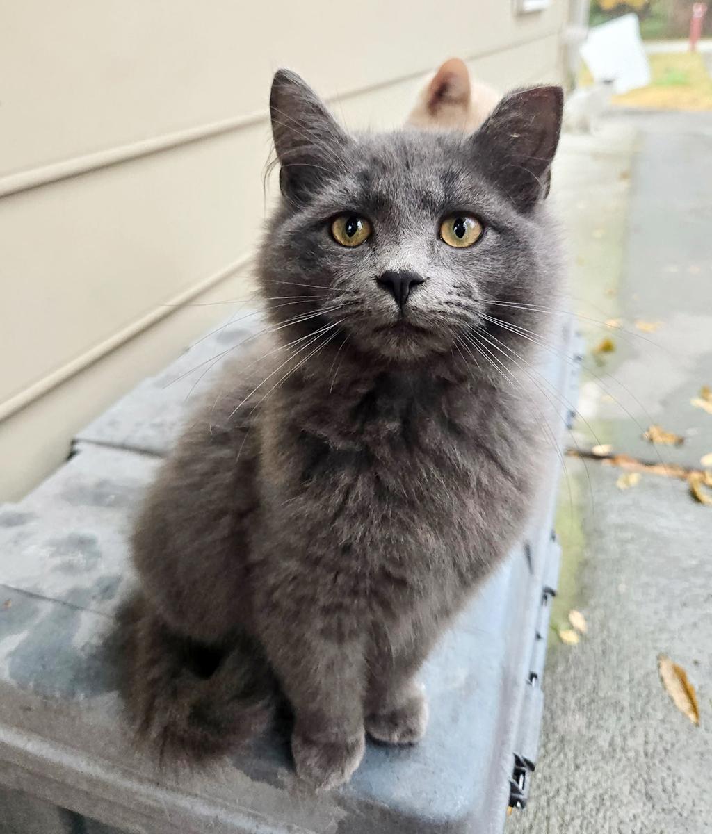Enlarge Osito, a ADOPTABLE Domestic Medium Hair in Durham, NC image 1/4