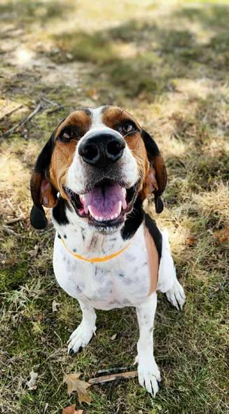 ClaraBelle, a Adoptable Mixed Breed in Kenosha, WI image 2/5