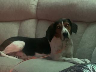 ClaraBelle, a Adoptable Mixed Breed in Kenosha, WI image 3/5