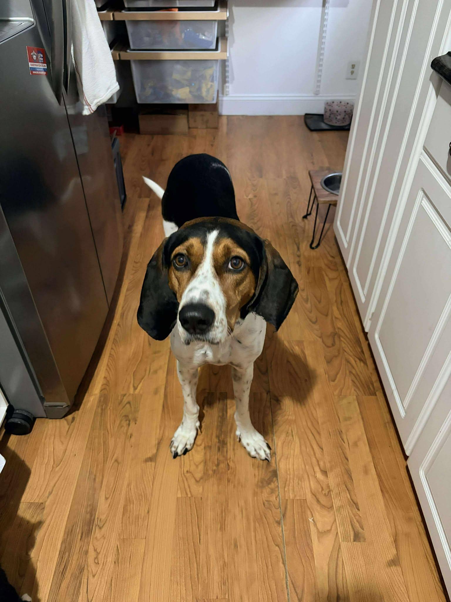 ClaraBelle, a Adoptable Mixed Breed in Kenosha, WI image 5/5