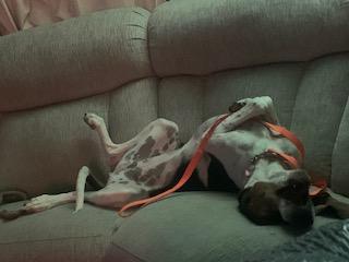 ClaraBelle, a Adoptable Mixed Breed in Kenosha, WI image 4/5