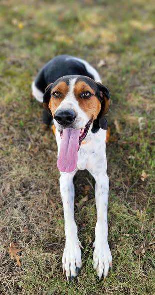 ClaraBelle, Adoptable, Adult Female Mixed Breed.