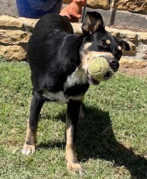 Enlarge Loretta, a Adoptable mixed breed in Fort Worth, TX image 1/4