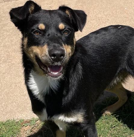 Enlarge Loretta, a Adoptable mixed breed in Fort Worth, TX image 3/4
