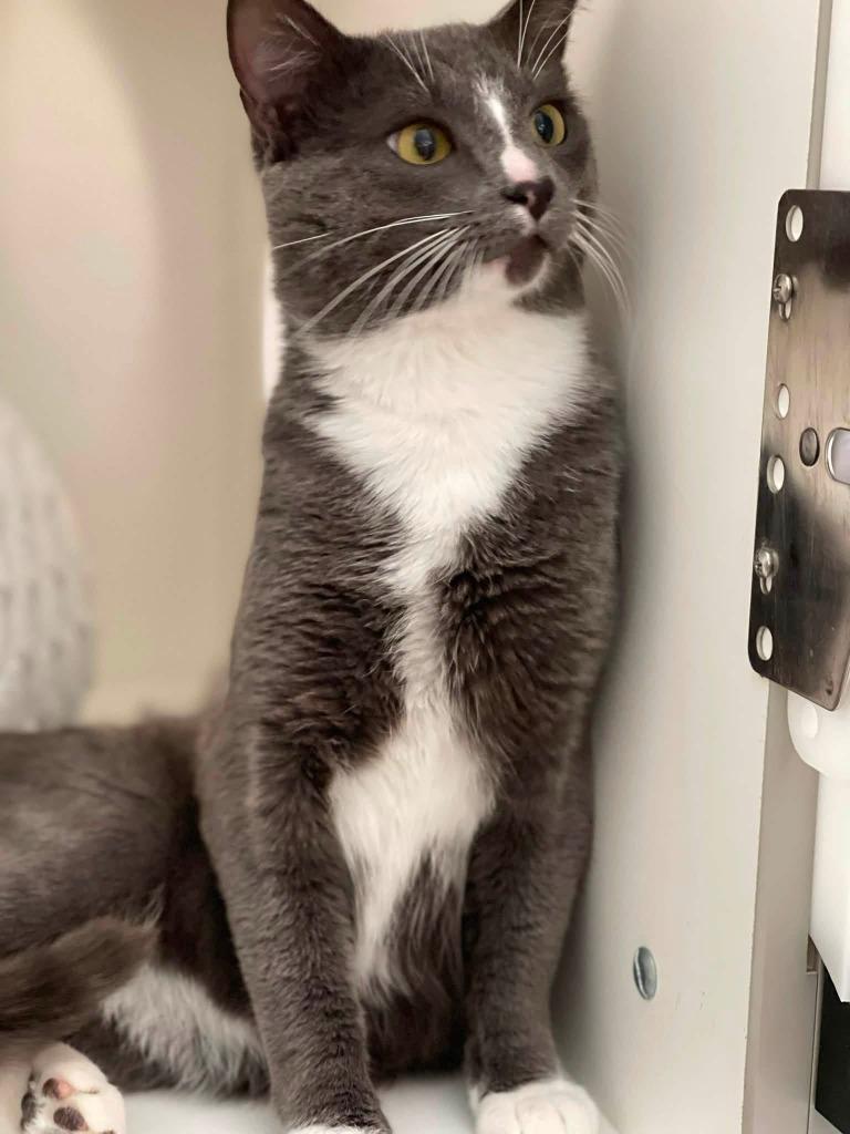 Mustang, Adoptable, Young Male Domestic Medium Hair.