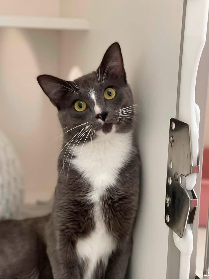 Mustang, a Adoptable mixed breed in Grand Rapids, MN image 4/5