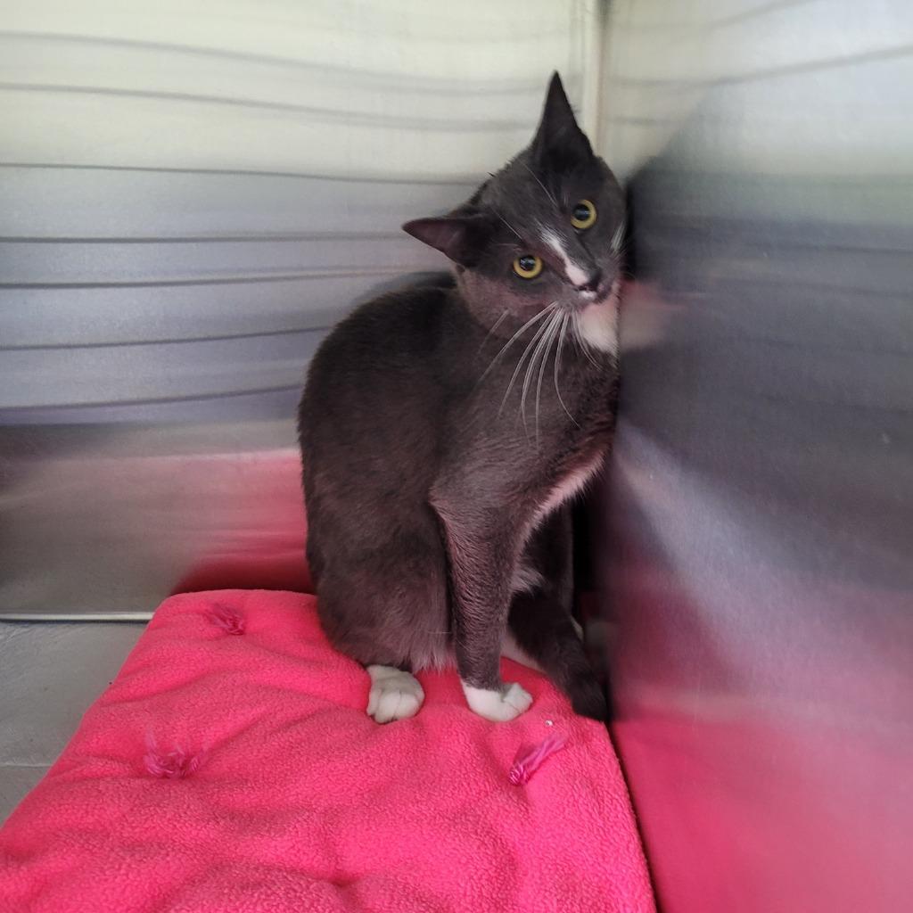 Mustang, Adoptable, Young Male Domestic Medium Hair.