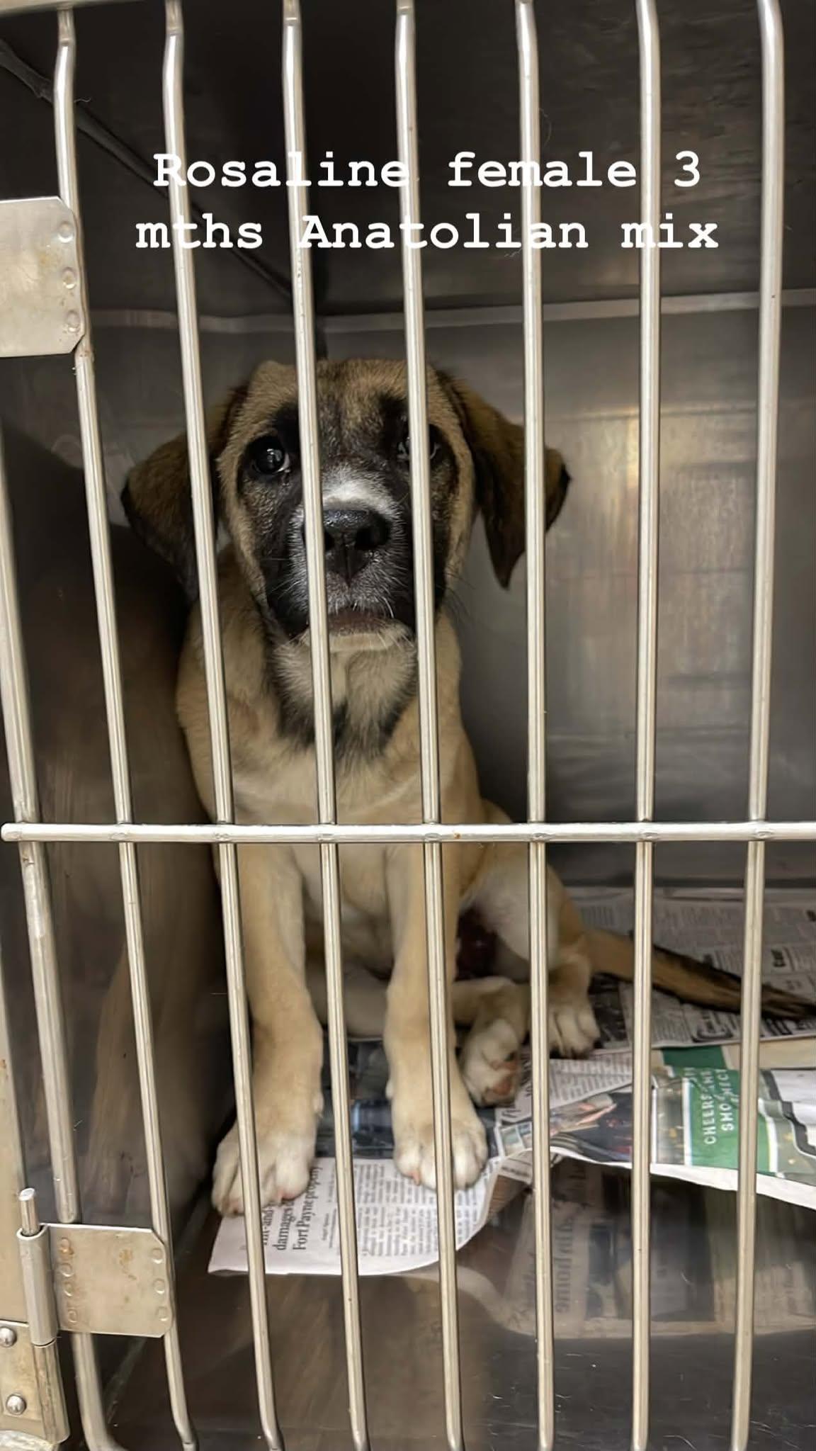 Rosalina, an adopted Anatolian Shepherd in Fort Payne, AL image 3/3