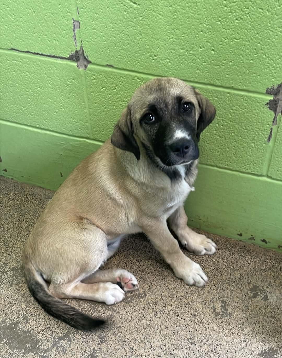 Rosalina, an adopted Anatolian Shepherd in Fort Payne, AL image 1/3