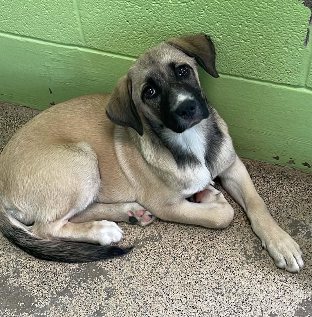 Rosalina, an adopted Anatolian Shepherd in Fort Payne, AL image 2/3