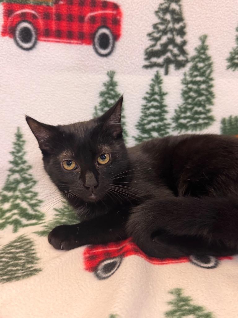 Skadoosh, Adoptable, Young Male Domestic Short Hair.