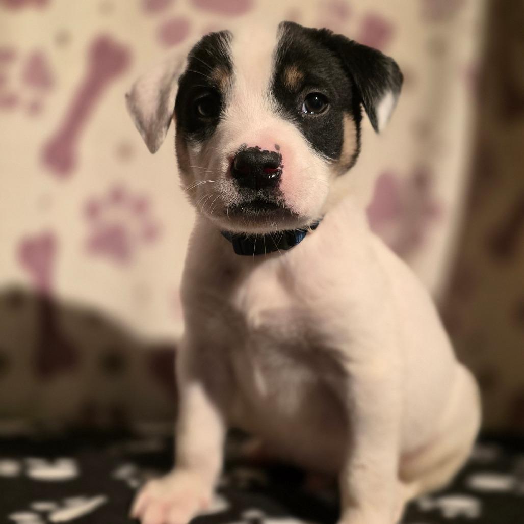 Timon, Adoptable, Puppy Male Labrador Retriever & American Bulldog.