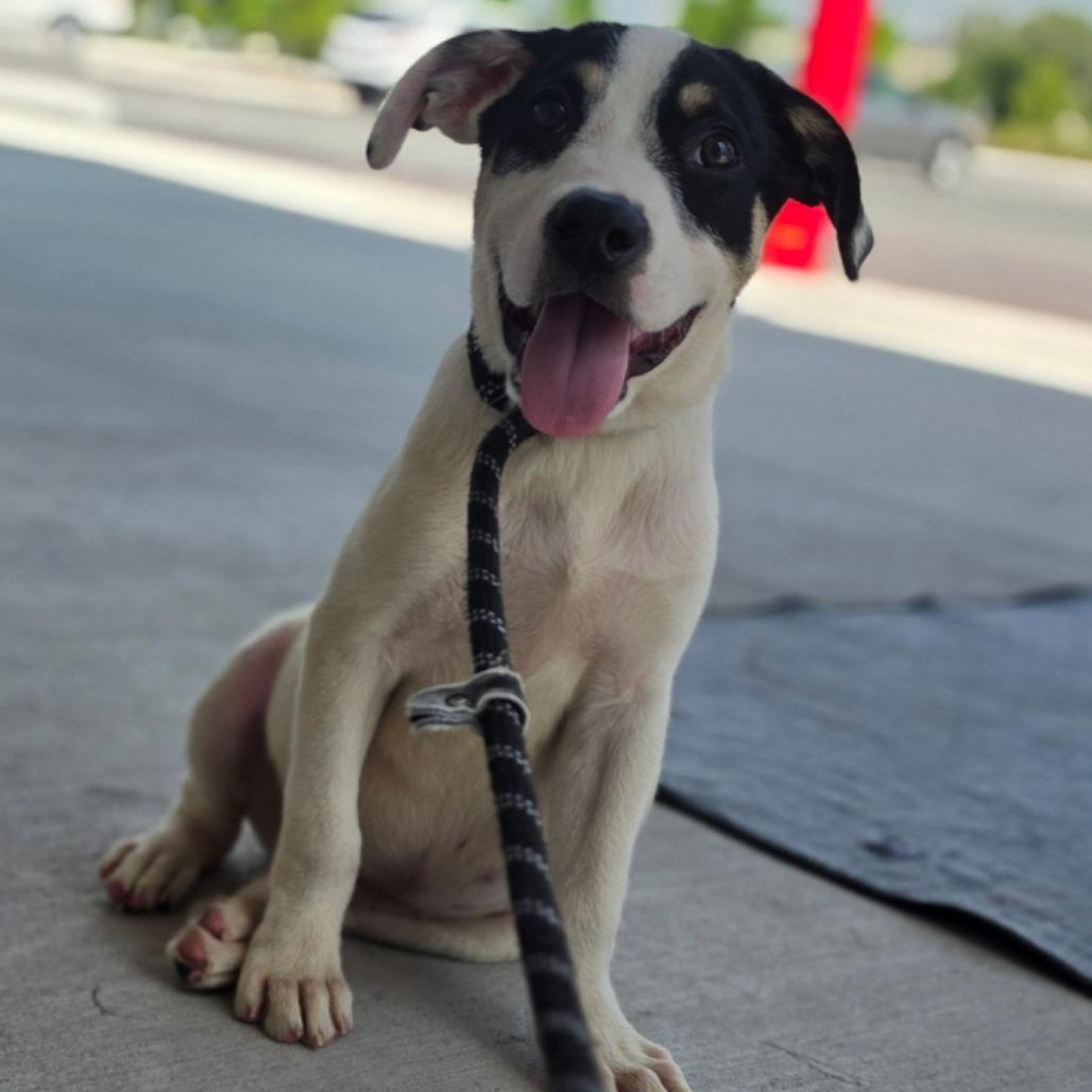Enlarge Timon, a Adoptable mixed breed in Kissimmee, FL image 2/3