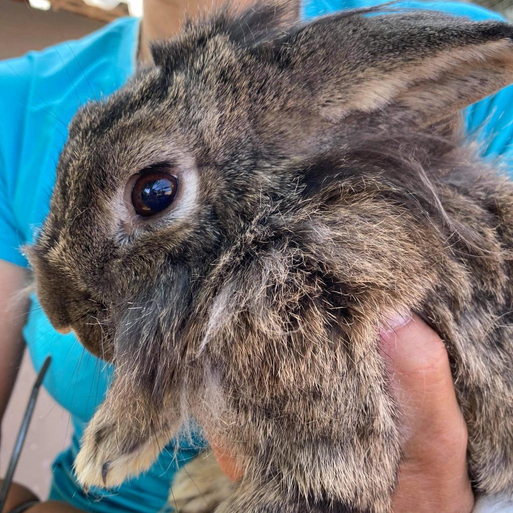 Enlarge Olive, a Adoptable mixed breed in Nampa, ID image 1/1