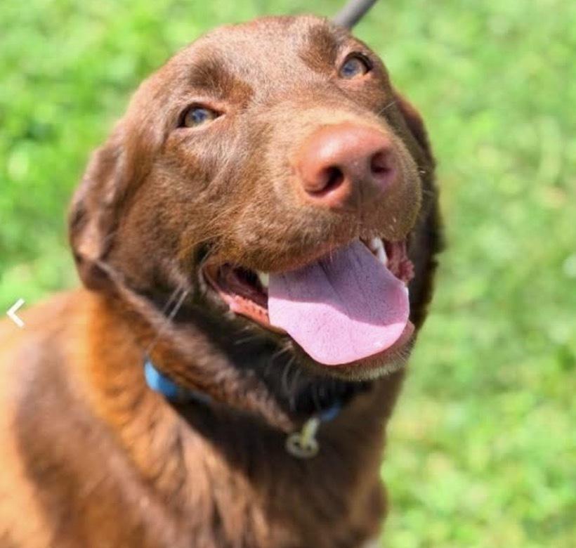 Elle, Adoptable, Adult Female Labrador Retriever & German Shepherd Dog.