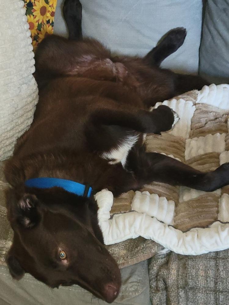 Enlarge Elle, a Adoptable mixed breed in Columbus, OH image 3/4