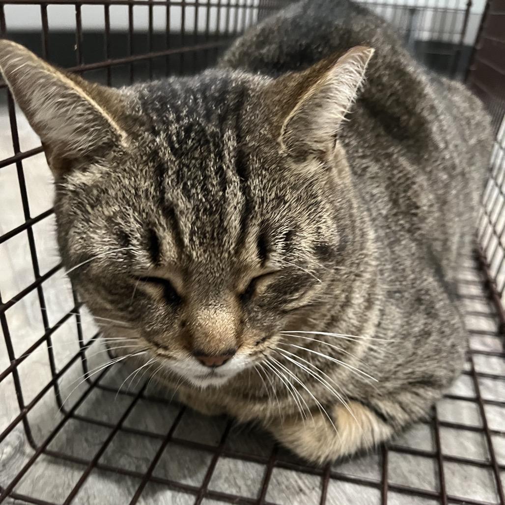 Amelia, Adoptable, Adult Female Domestic Short Hair.