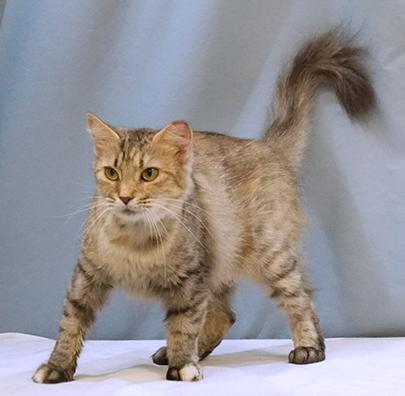 Enlarge Sylvie, a Adoptable mixed breed in Maynardville, TN image 2/6