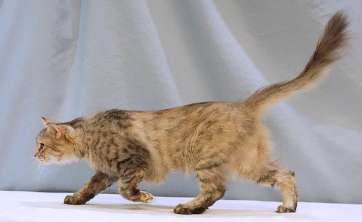 Enlarge Sylvie, a Adoptable mixed breed in Maynardville, TN image 3/6