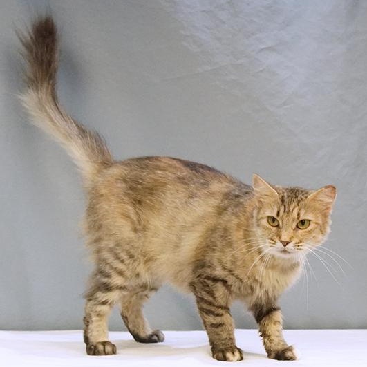 Sylvie, Adoptable, Adult Female Domestic Medium Hair.
