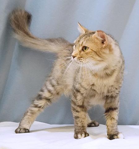 Enlarge Sylvie, a Adoptable mixed breed in Maynardville, TN image 4/6