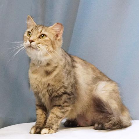 Enlarge Sylvie, a Adoptable mixed breed in Maynardville, TN image 5/6