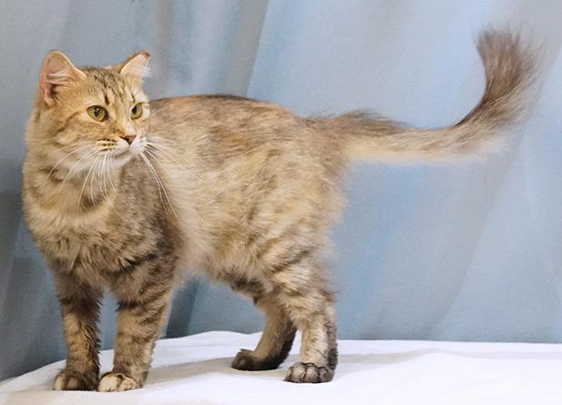 Enlarge Sylvie, a Adoptable mixed breed in Maynardville, TN image 6/6