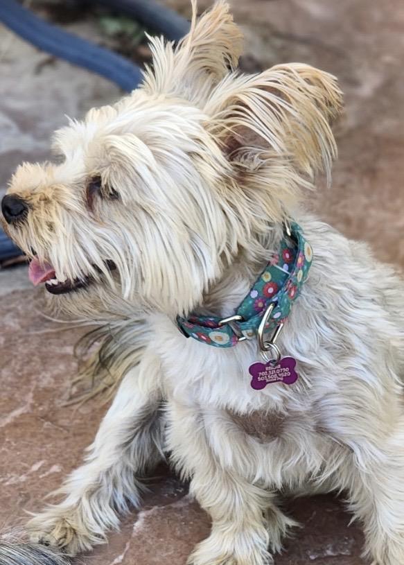 Enlarge Jax, a ADOPTABLE Yorkshire Terrier in Las Vegas, NV image 1/1