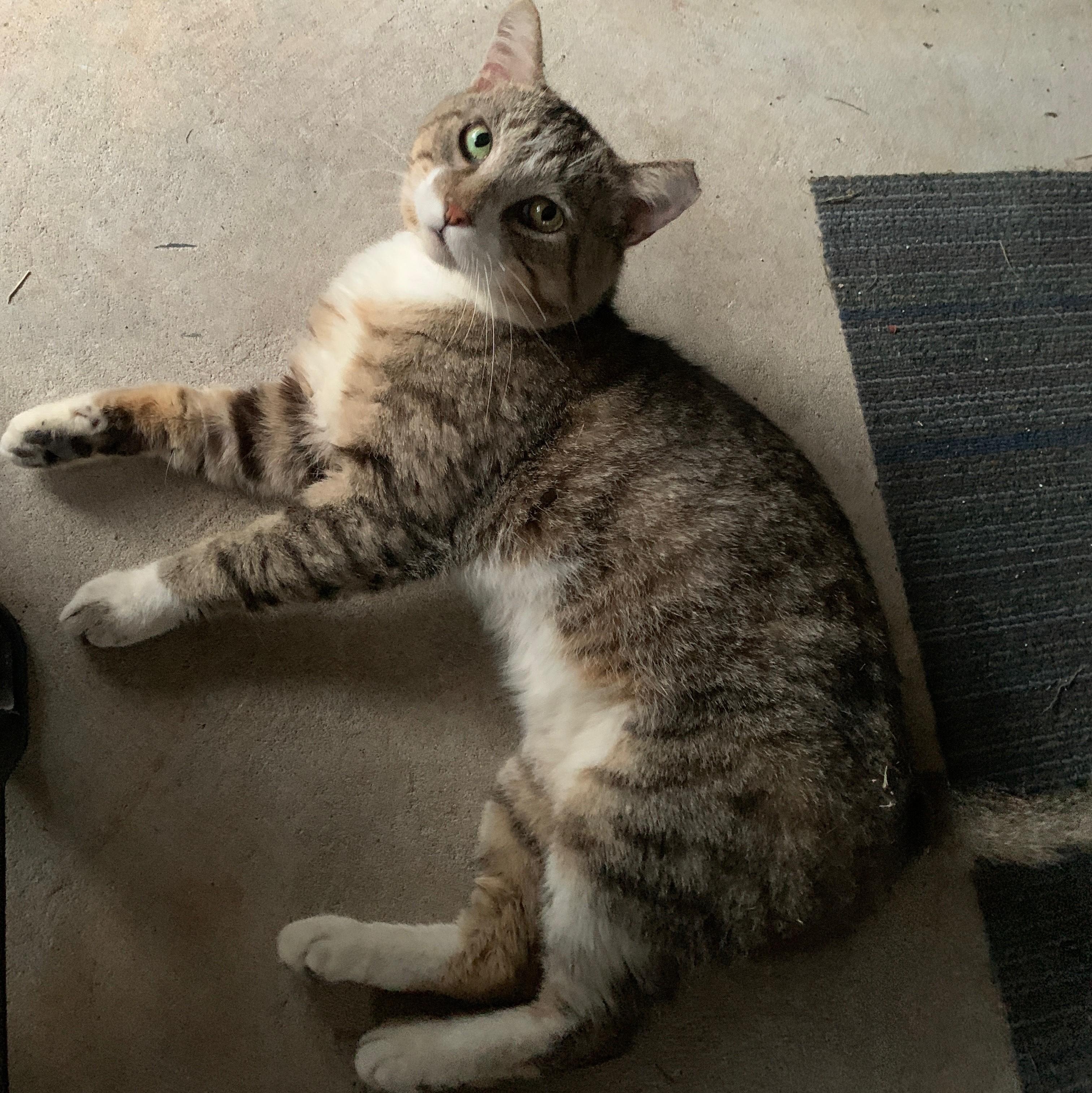 Austin, Adoptable, Young Male Tabby.