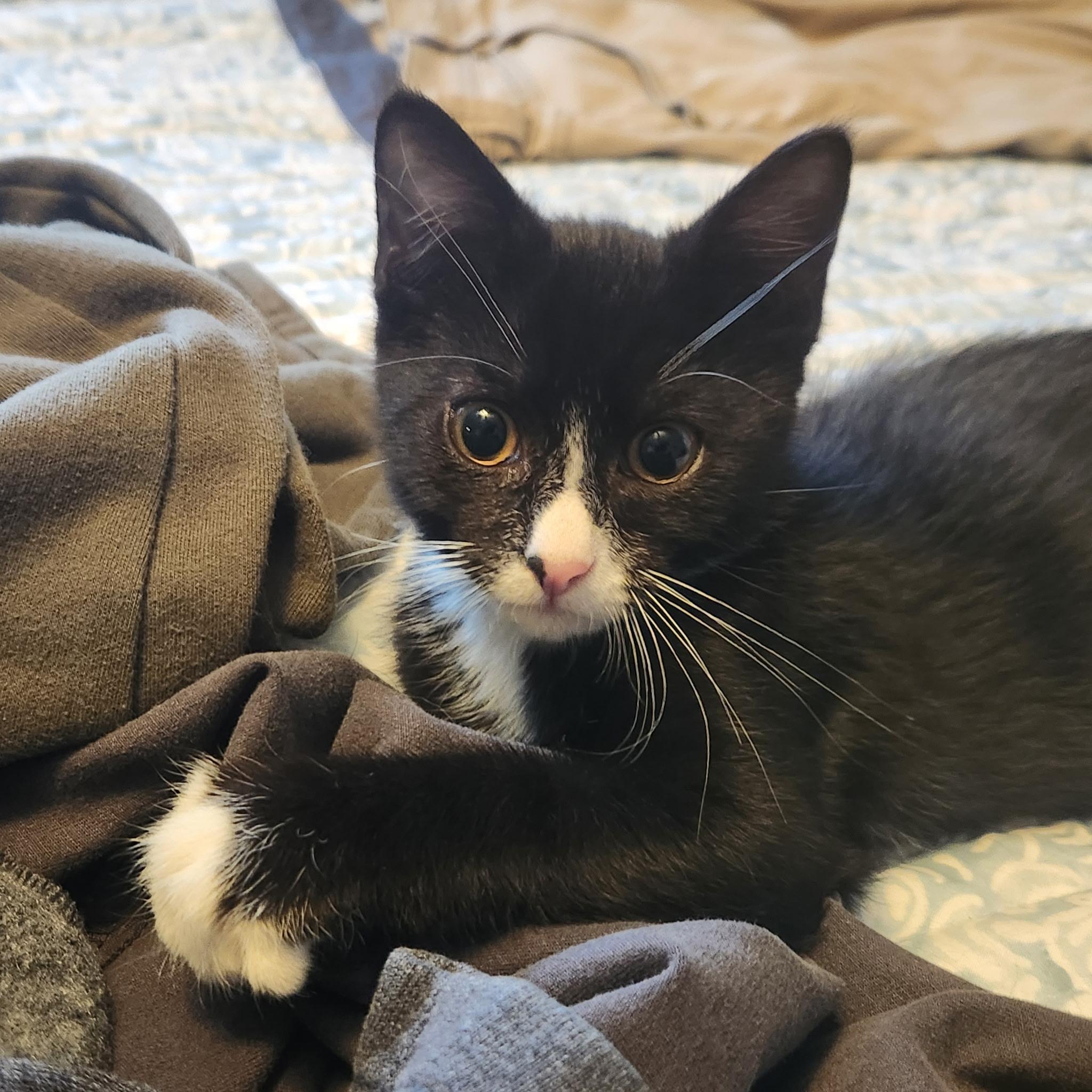 Neville, Baby Male Tuxedo