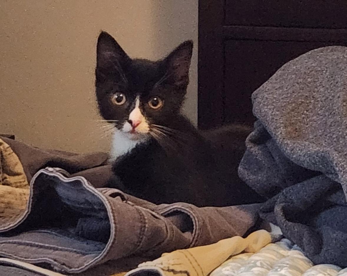 Neville 2