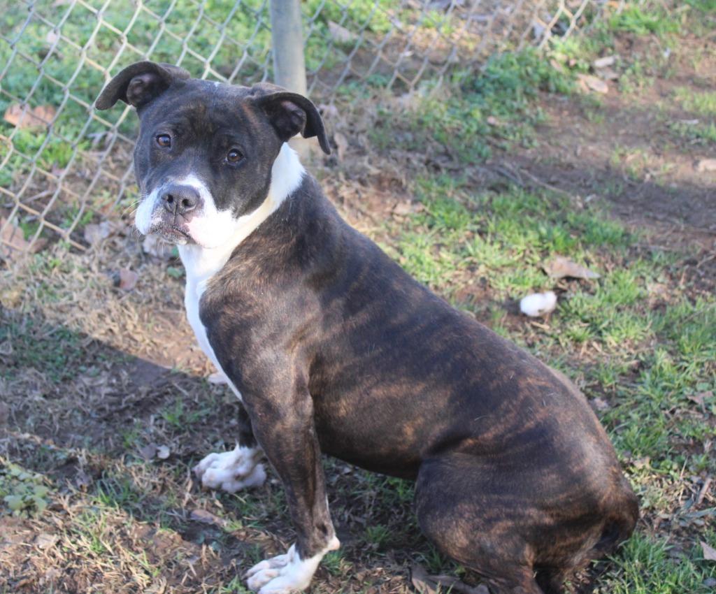 Bonnie, Adopted, Young Female Pit Bull Terrier.
