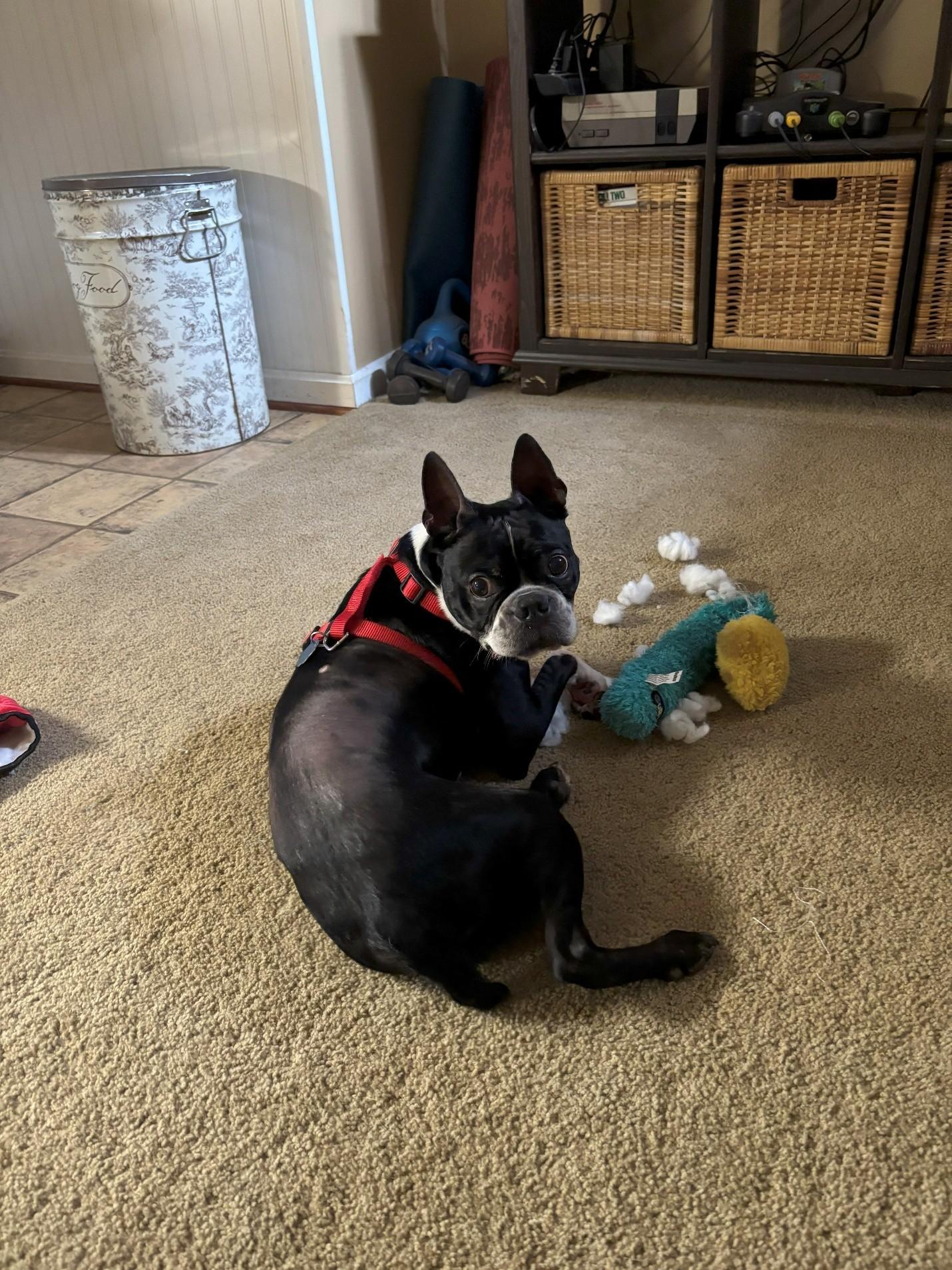 Kash, Adopted, Adult Male Boston Terrier.