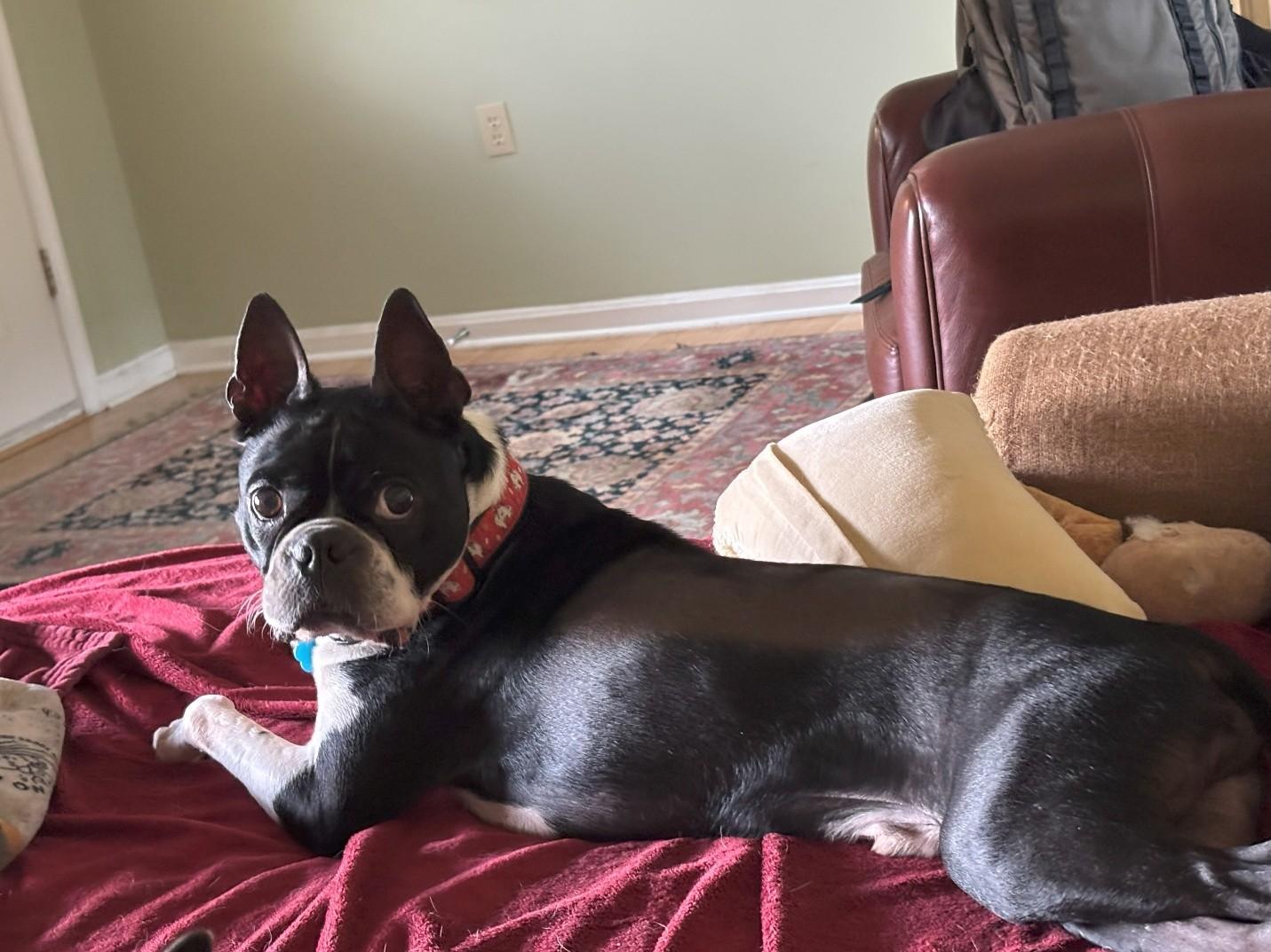 Kash, a Adopted Boston Terrier in Moyock, NC image 2/3