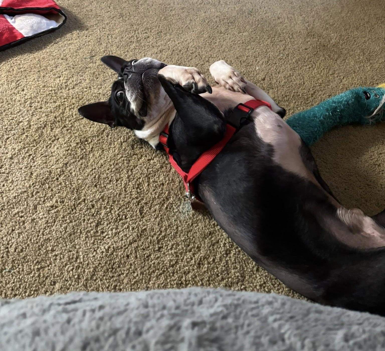 Kash, a Adopted Boston Terrier in Moyock, NC image 3/3